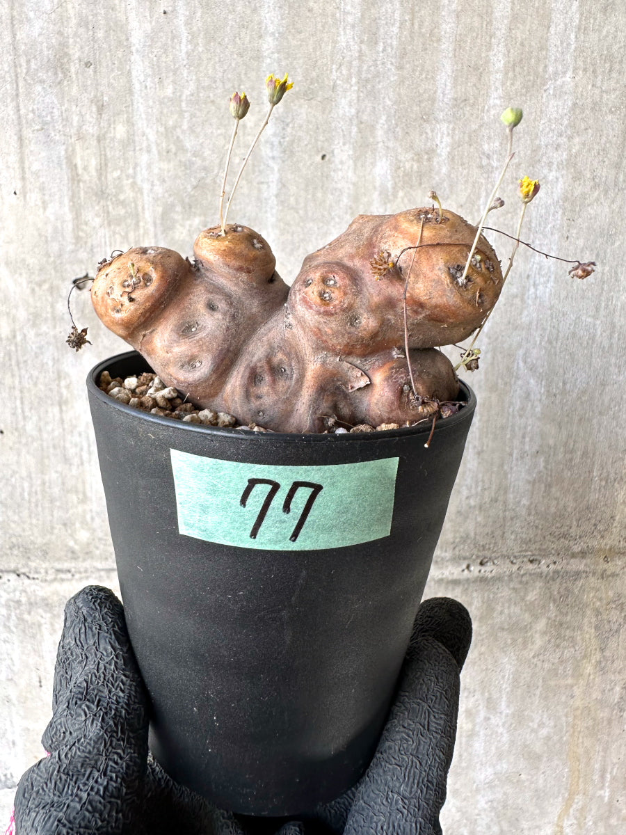 【現品限り】オトンナ・カカリオイデス 大株 現地株 発根済み【H77】 Othonna cacalioides