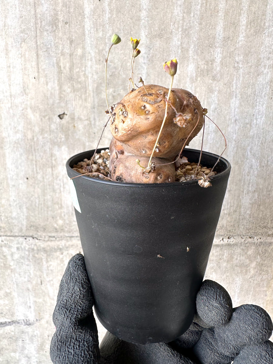 【現品限り】オトンナ・カカリオイデス 大株 現地株 発根済み【H77】 Othonna cacalioides