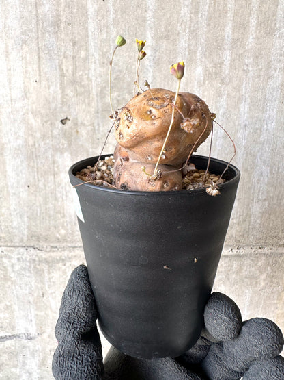 【現品限り】オトンナ・カカリオイデス 大株 現地株 発根済み【H77】 Othonna cacalioides