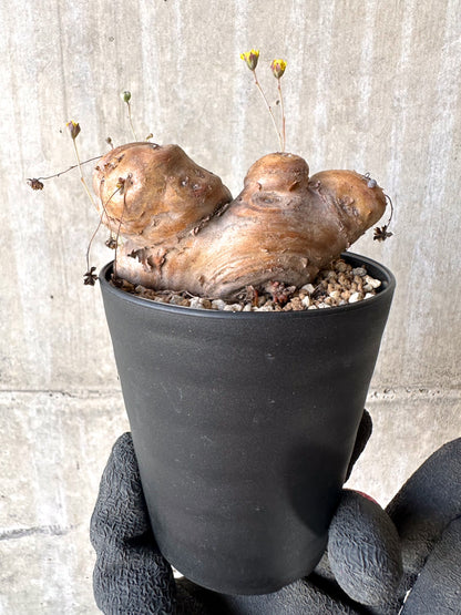 【現品限り】オトンナ・カカリオイデス 大株 現地株 発根済み【H77】 Othonna cacalioides