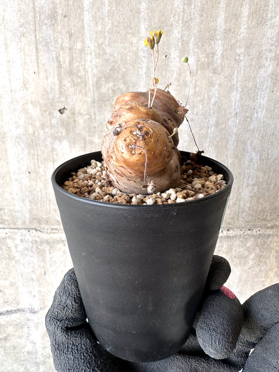 【現品限り】オトンナ・カカリオイデス 大株 現地株 発根済み【H77】 Othonna cacalioides