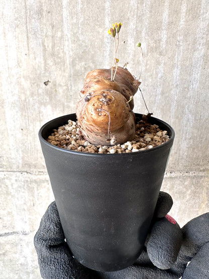 【現品限り】オトンナ・カカリオイデス 大株 現地株 発根済み【H77】 Othonna cacalioides