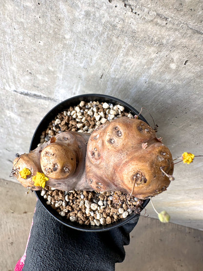 【現品限り】オトンナ・カカリオイデス 大株 現地株 発根済み【H77】 Othonna cacalioides