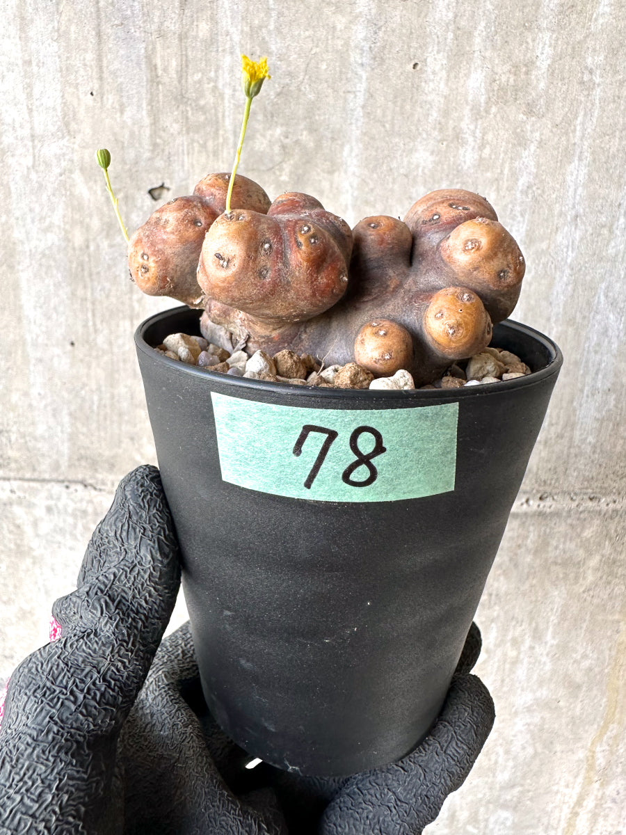 【現品限り】オトンナ・カカリオイデス 大株 現地株 発根済み【H78】 Othonna cacalioides