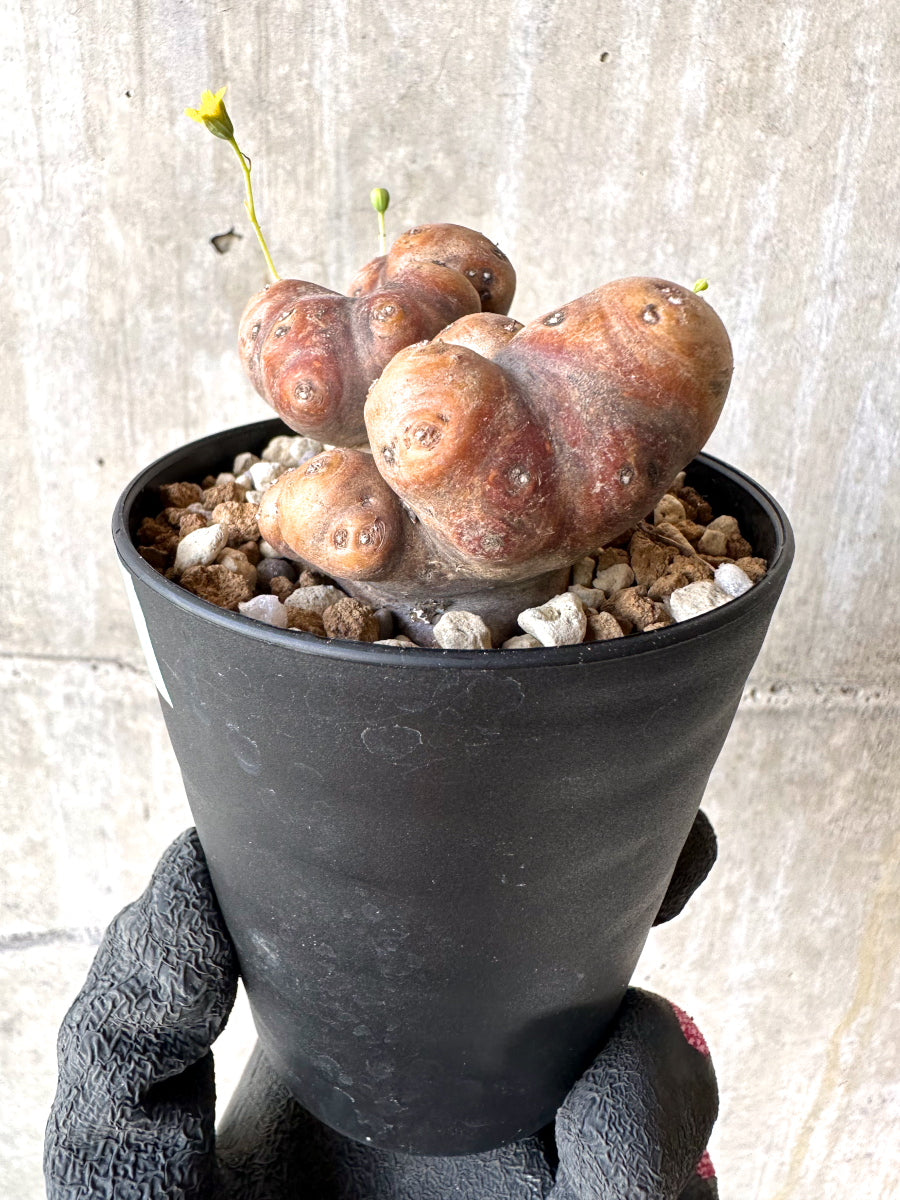 【現品限り】オトンナ・カカリオイデス 大株 現地株 発根済み【H78】 Othonna cacalioides