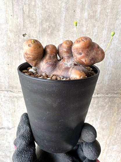 【現品限り】オトンナ・カカリオイデス 大株 現地株 発根済み【H78】 Othonna cacalioides