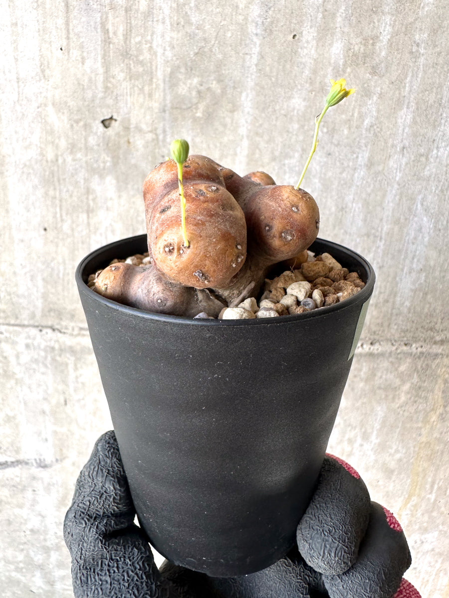 【現品限り】オトンナ・カカリオイデス 大株 現地株 発根済み【H78】 Othonna cacalioides