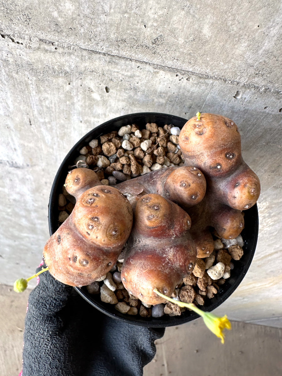 【現品限り】オトンナ・カカリオイデス 大株 現地株 発根済み【H78】 Othonna cacalioides