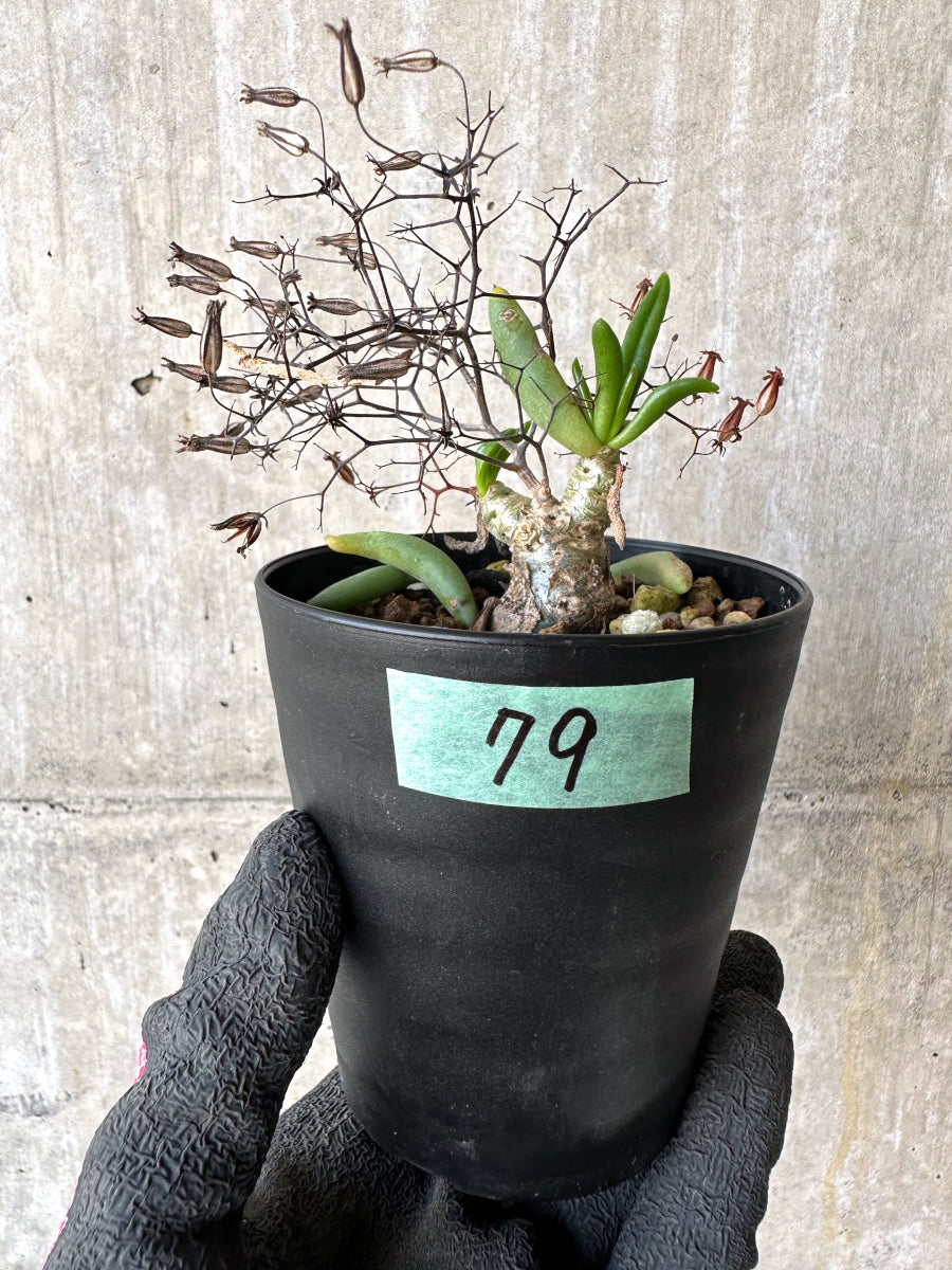 【現品限り】チレコドン・レティキュラーツス 万物想 挿し木 発根済み【H79】 Tylecodon reticulatus