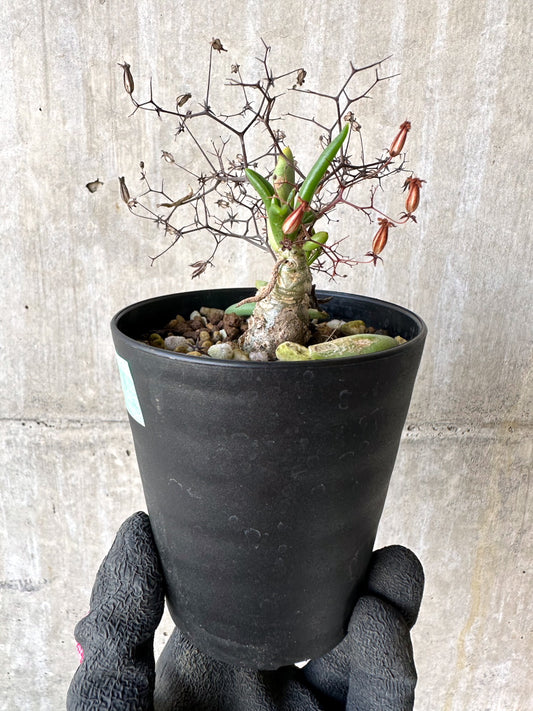 【現品限り】チレコドン・レティキュラーツス 万物想 挿し木 発根済み【H79】 Tylecodon reticulatus
