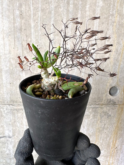 【現品限り】チレコドン・レティキュラーツス 万物想 挿し木 発根済み【H79】 Tylecodon reticulatus