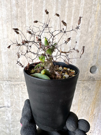 【現品限り】チレコドン・レティキュラーツス 万物想 挿し木 発根済み【H79】 Tylecodon reticulatus