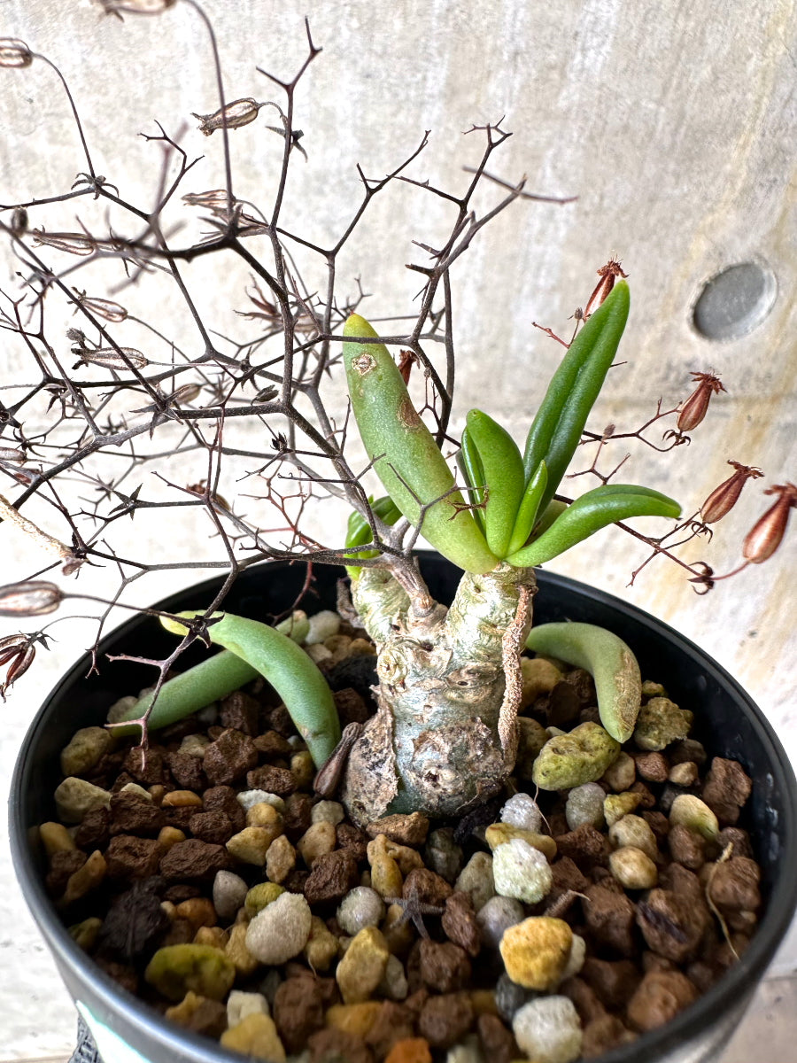 【現品限り】チレコドン・レティキュラーツス 万物想 挿し木 発根済み【H79】 Tylecodon reticulatus