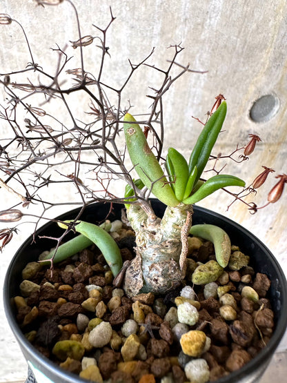 【現品限り】チレコドン・レティキュラーツス 万物想 挿し木 発根済み【H79】 Tylecodon reticulatus