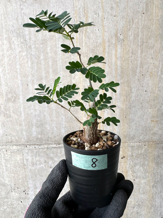 【現品限り】センナ・メリディオナリス 実生【H8】 Senna meridionalis