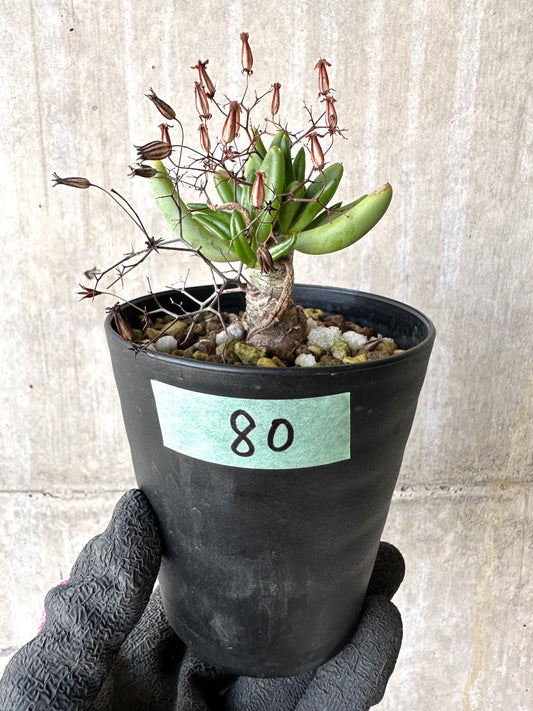 【現品限り】チレコドン・レティキュラーツス 万物想 挿し木 発根済み【H80】 Tylecodon reticulatus
