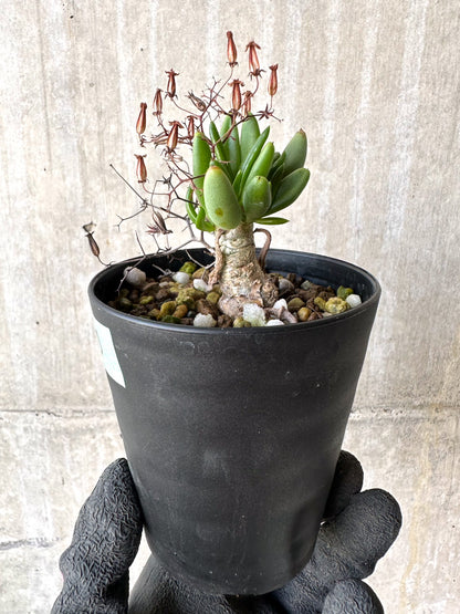 【現品限り】チレコドン・レティキュラーツス 万物想 挿し木 発根済み【H80】 Tylecodon reticulatus