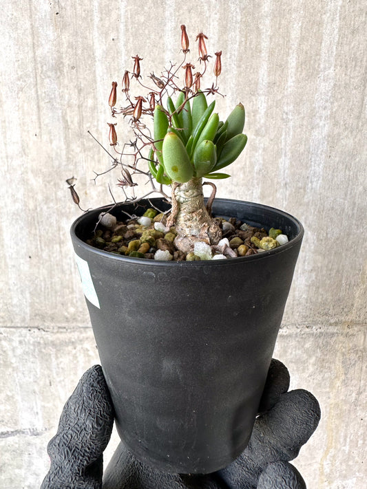 【現品限り】チレコドン・レティキュラーツス 万物想 挿し木 発根済み【H80】 Tylecodon reticulatus
