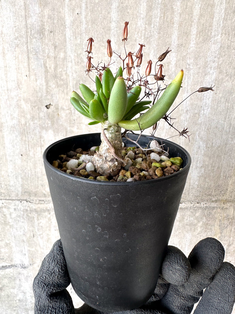 【現品限り】チレコドン・レティキュラーツス 万物想 挿し木 発根済み【H80】 Tylecodon reticulatus