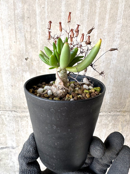 【現品限り】チレコドン・レティキュラーツス 万物想 挿し木 発根済み【H80】 Tylecodon reticulatus