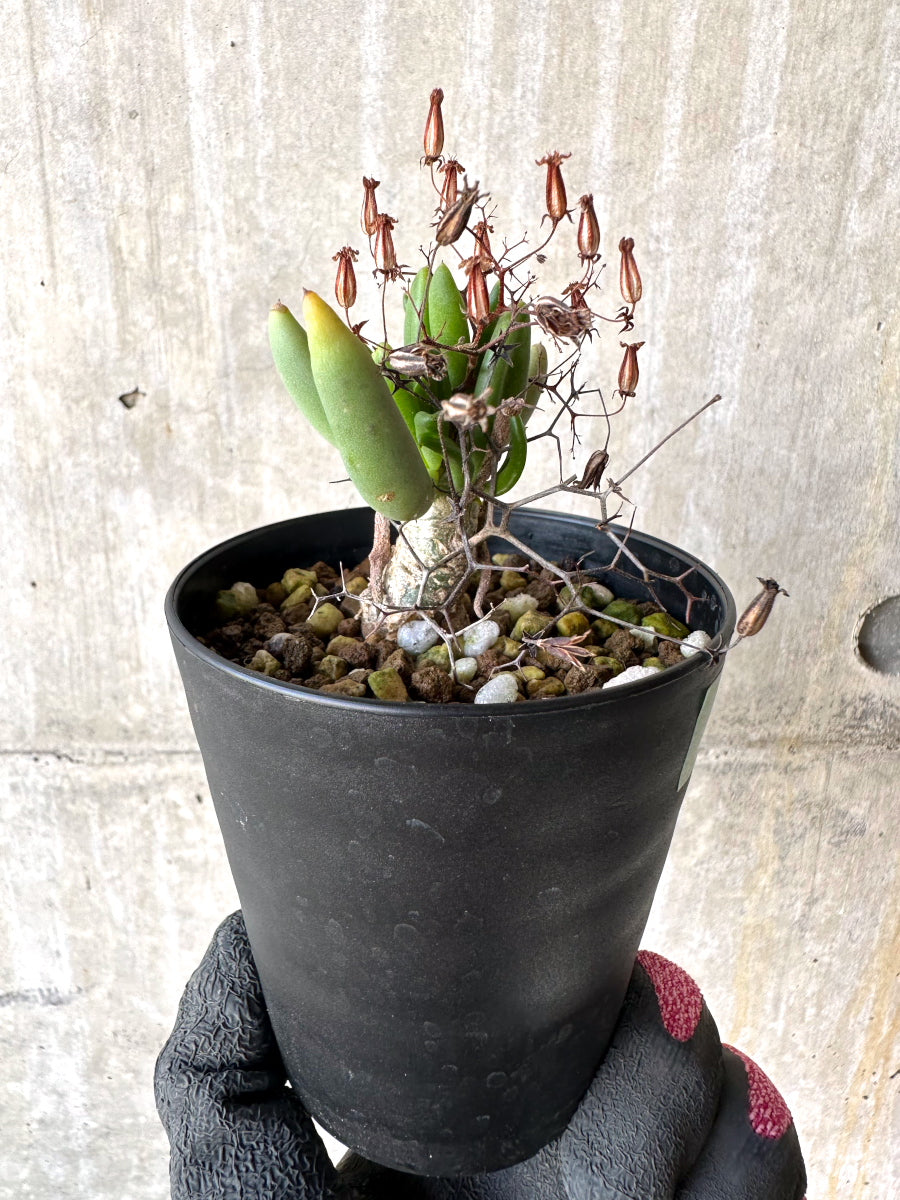 【現品限り】チレコドン・レティキュラーツス 万物想 挿し木 発根済み【H80】 Tylecodon reticulatus