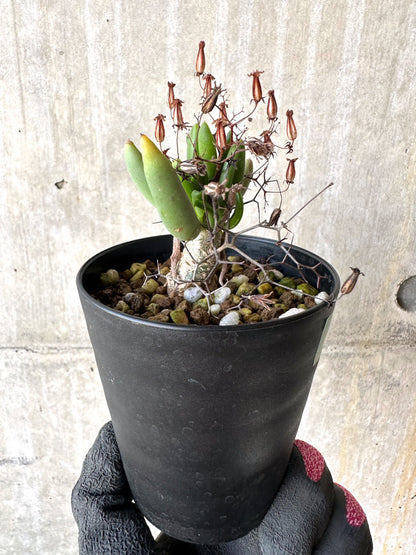 【現品限り】チレコドン・レティキュラーツス 万物想 挿し木 発根済み【H80】 Tylecodon reticulatus