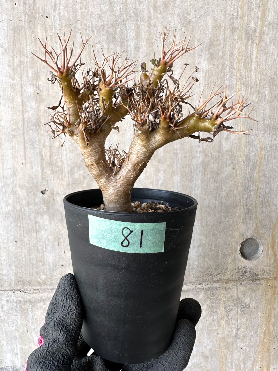 【現品限り】オトンナ・ユーフォルビオイデス【H81】 Othonna euphorbioides