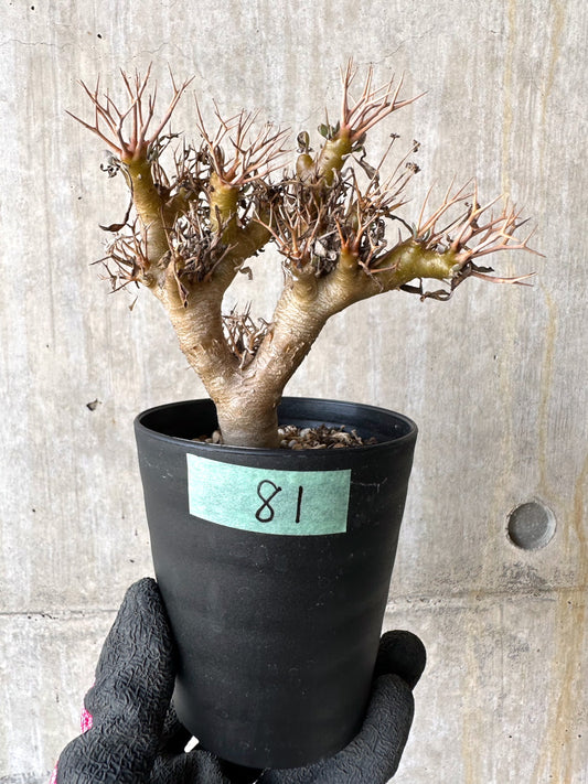 【現品限り】オトンナ・ユーフォルビオイデス【H81】 Othonna euphorbioides