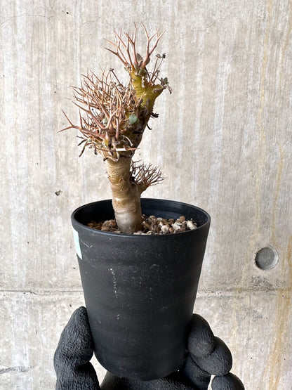 【現品限り】オトンナ・ユーフォルビオイデス【H81】 Othonna euphorbioides