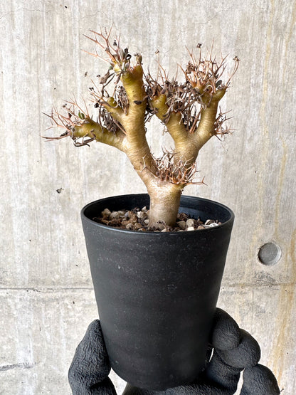 【現品限り】オトンナ・ユーフォルビオイデス【H81】 Othonna euphorbioides