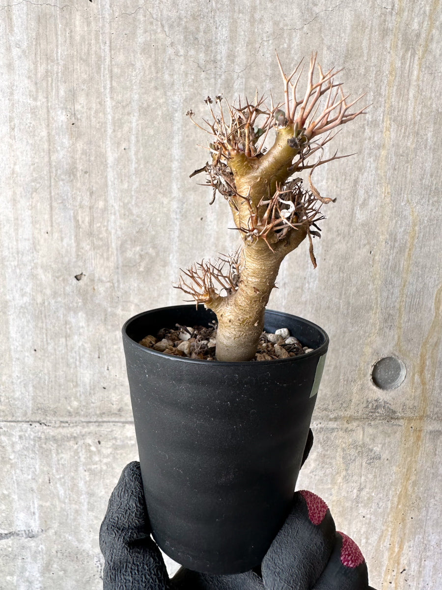 【現品限り】オトンナ・ユーフォルビオイデス【H81】 Othonna euphorbioides