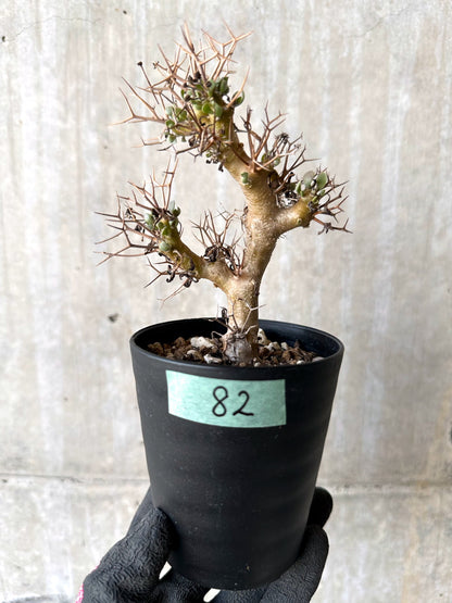 【現品限り】オトンナ・ユーフォルビオイデス【H82】 Othonna euphorbioides