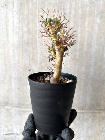 【現品限り】オトンナ・ユーフォルビオイデス【H82】 Othonna euphorbioides