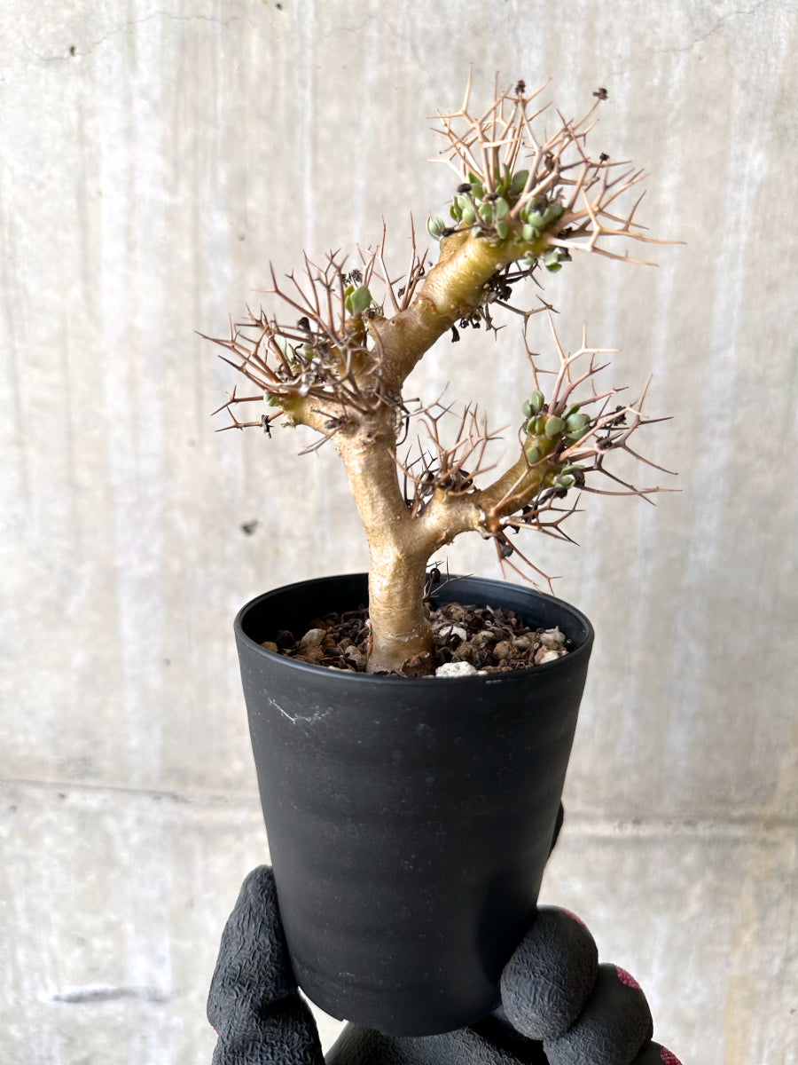 【現品限り】オトンナ・ユーフォルビオイデス【H82】 Othonna euphorbioides