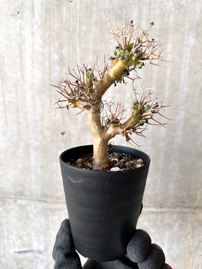 【現品限り】オトンナ・ユーフォルビオイデス【H82】 Othonna euphorbioides
