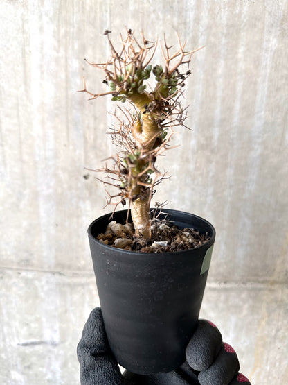 【現品限り】オトンナ・ユーフォルビオイデス【H82】 Othonna euphorbioides