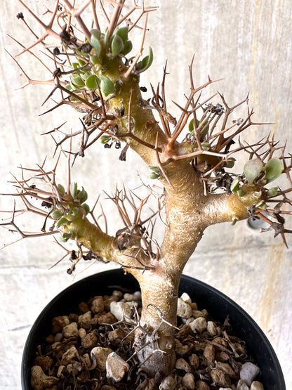 【現品限り】オトンナ・ユーフォルビオイデス【H82】 Othonna euphorbioides