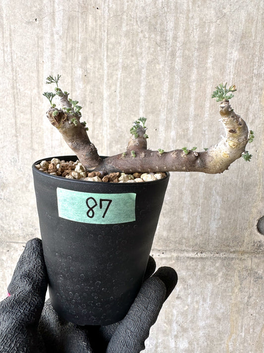 【現品限り】サルコカウロン・ムルチフィズム 現地株 おそらく発根済み モンソニア 10ヶ月管理【H87】 Sarcocaulon multifidum(Monsonia)