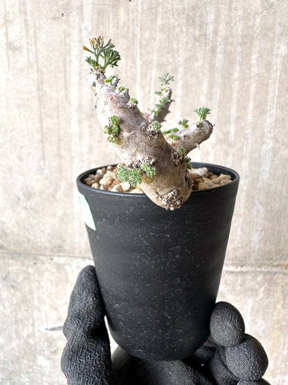 【現品限り】サルコカウロン・ムルチフィズム 現地株 おそらく発根済み モンソニア 10ヶ月管理【H87】 Sarcocaulon multifidum(Monsonia)