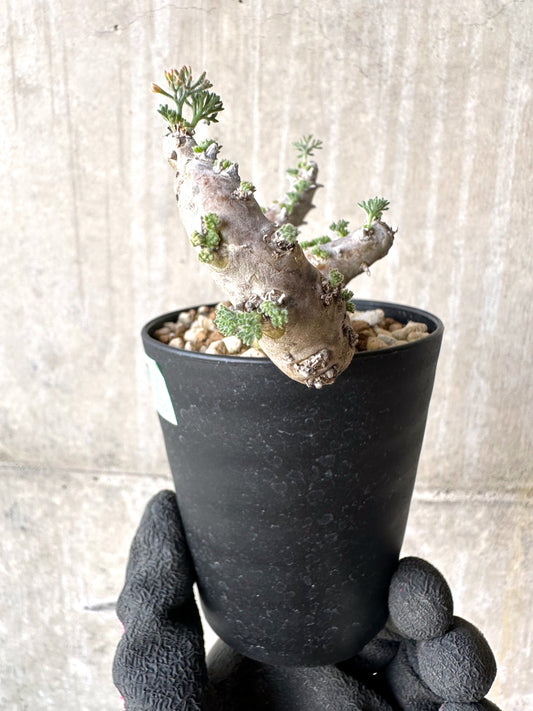 【現品限り】サルコカウロン・ムルチフィズム 現地株 おそらく発根済み モンソニア 10ヶ月管理【H87】 Sarcocaulon multifidum(Monsonia)