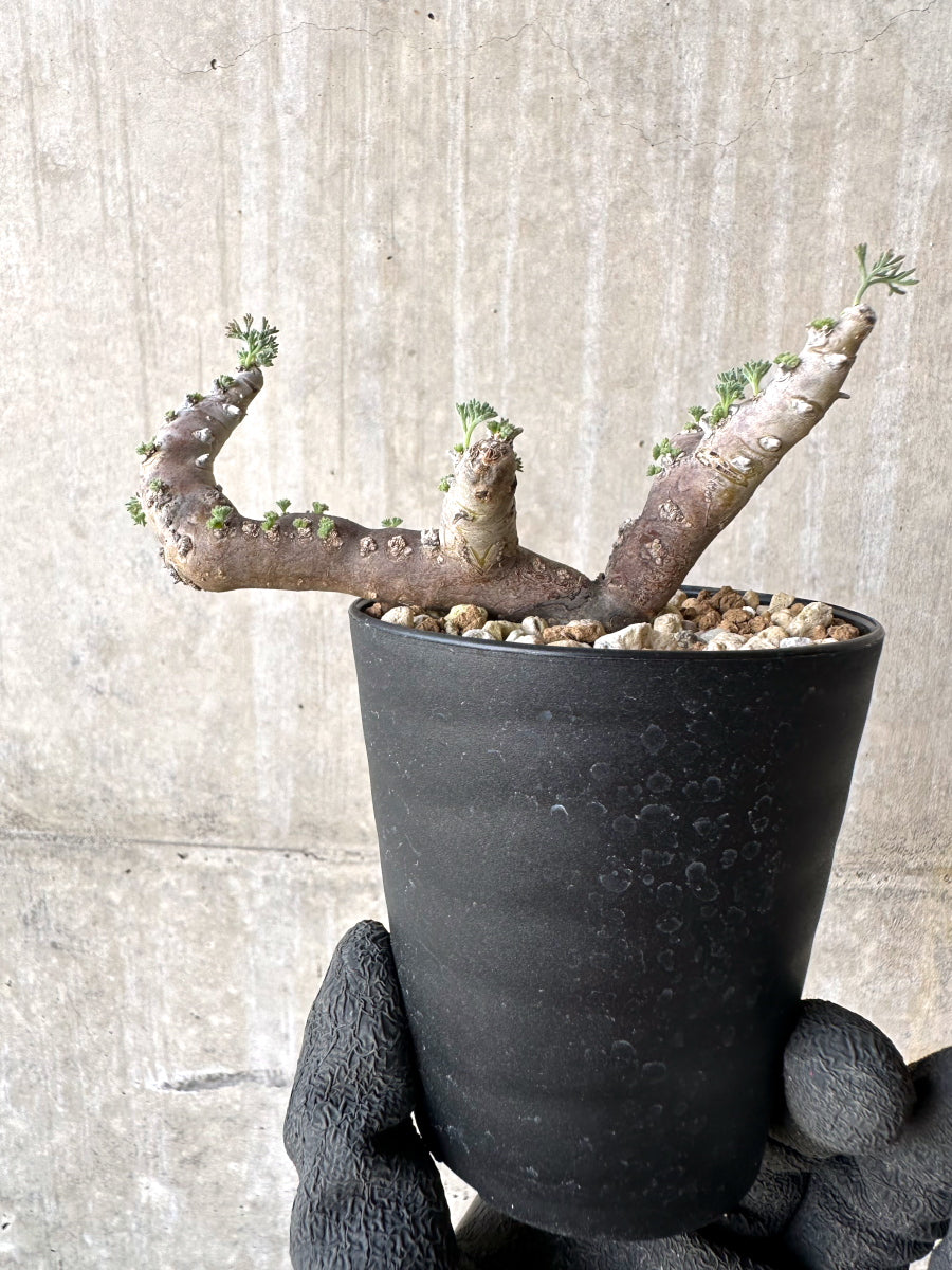 【現品限り】サルコカウロン・ムルチフィズム 現地株 おそらく発根済み モンソニア 10ヶ月管理【H87】 Sarcocaulon multifidum(Monsonia)