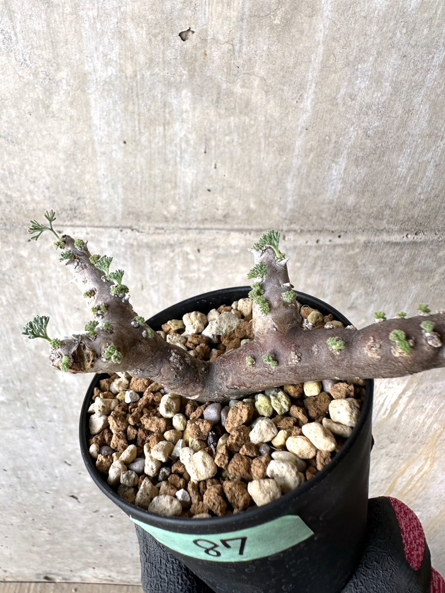 【現品限り】サルコカウロン・ムルチフィズム 現地株 おそらく発根済み モンソニア 10ヶ月管理【H87】 Sarcocaulon multifidum(Monsonia)