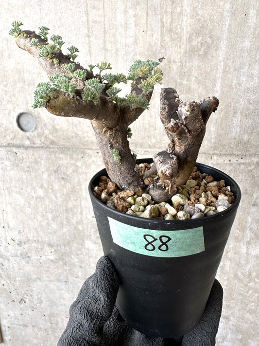 【現品限り】サルコカウロン・ムルチフィズム 現地株 おそらく発根済み モンソニア 10ヶ月管理【H88】 Sarcocaulon multifidum(Monsonia)