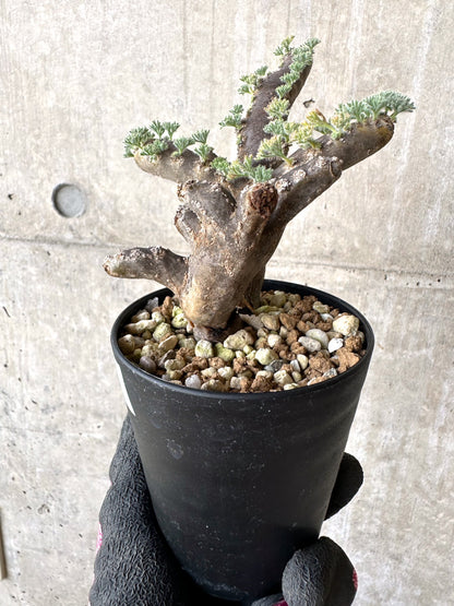 【現品限り】サルコカウロン・ムルチフィズム 現地株 おそらく発根済み モンソニア 10ヶ月管理【H88】 Sarcocaulon multifidum(Monsonia)