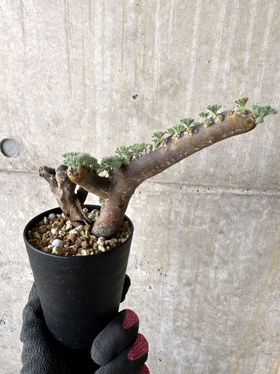 【現品限り】サルコカウロン・ムルチフィズム 現地株 おそらく発根済み モンソニア 10ヶ月管理【H88】 Sarcocaulon multifidum(Monsonia)