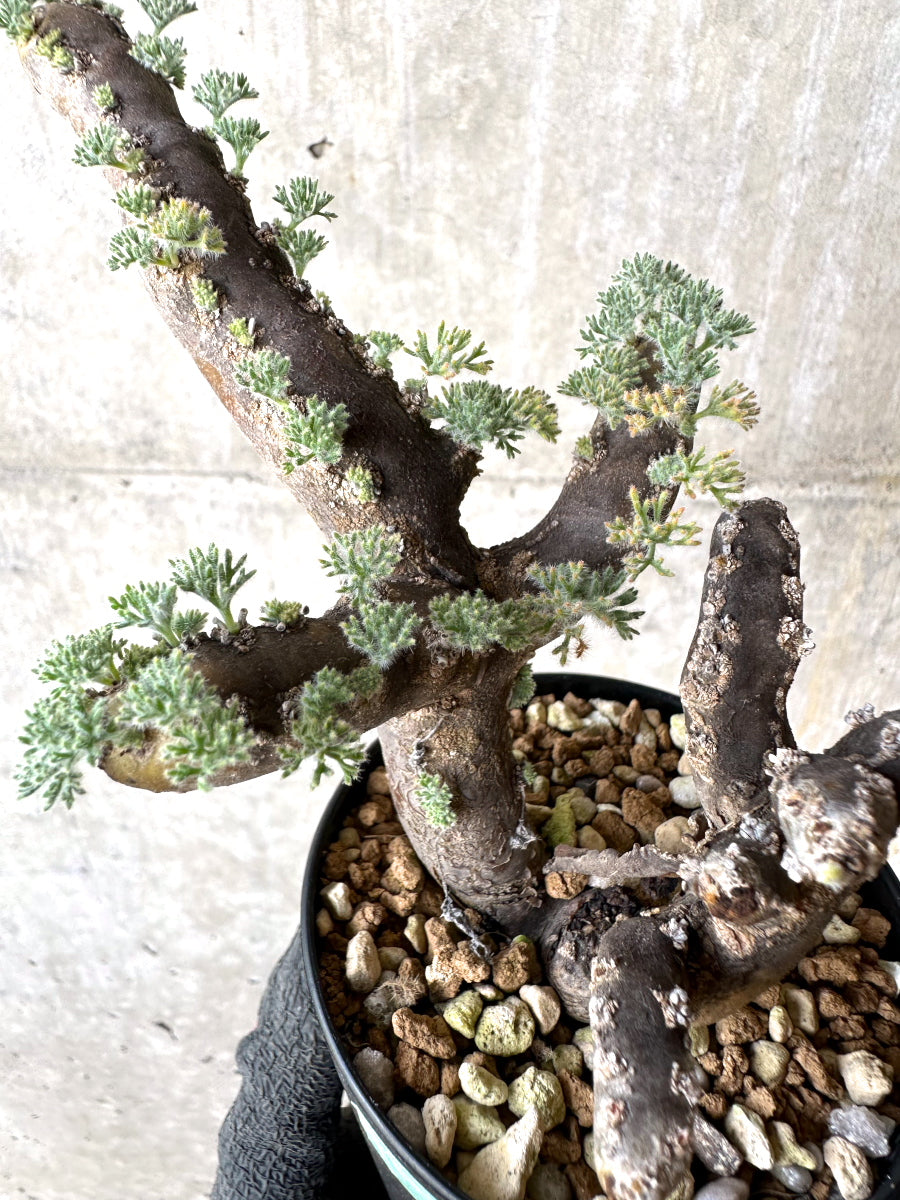 【現品限り】サルコカウロン・ムルチフィズム 現地株 おそらく発根済み モンソニア 10ヶ月管理【H88】 Sarcocaulon multifidum(Monsonia)