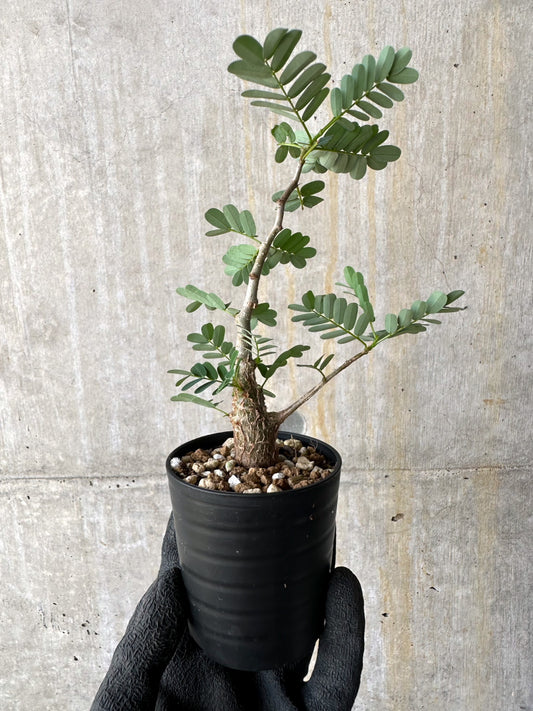 【現品限り】センナ・メリディオナリス 実生【H8】 Senna meridionalis