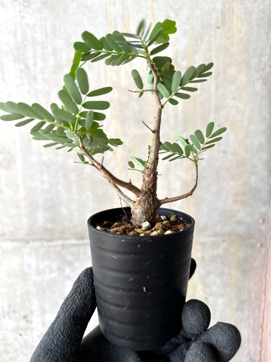 【現品限り】センナ・メリディオナリス 実生【H9】 Senna meridionalis