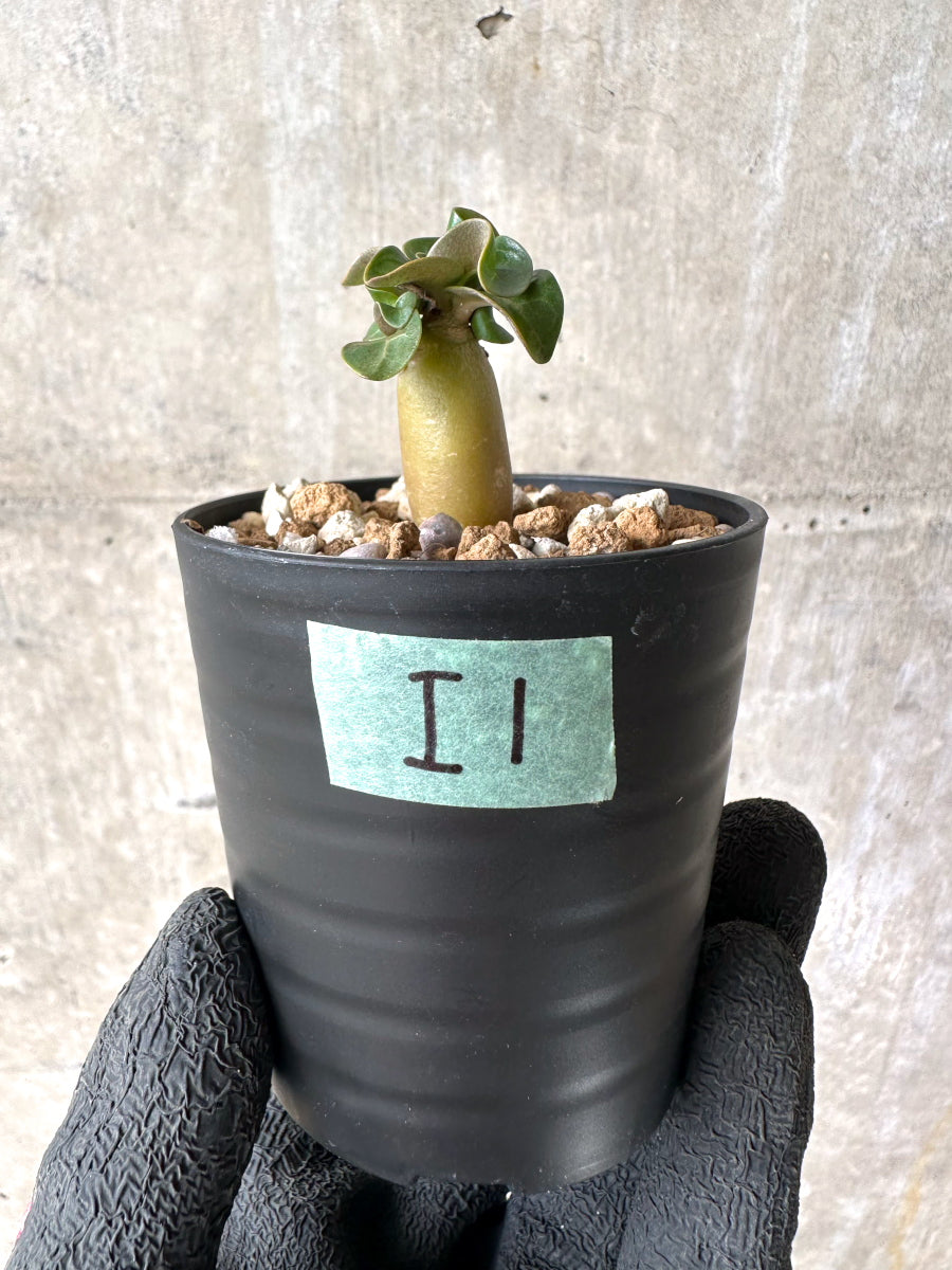 【現品限り】[在庫整理価格]アデニウム・DHA 葉巻【I1】 Adenium DHA