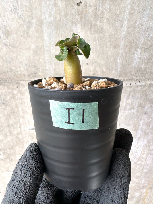 【現品限り】[在庫整理価格]アデニウム・DHA 葉巻【I1】 Adenium DHA